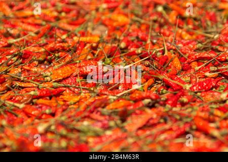Piments rouges séchage au soleil. Faible angle, faible profondeur de champ. Banque D'Images