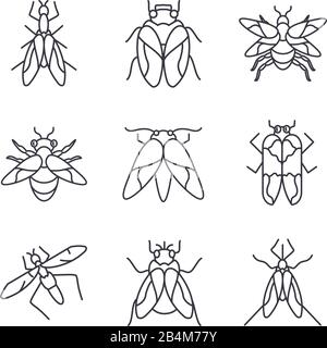 icône insectes mouches sur fond blanc, style de détail de ligne, illustration vectorielle Illustration de Vecteur