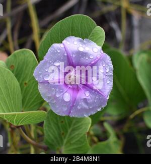 Une fleur pourpre couverte de rosée de la gloire du matin de la plage, Ipomoea pes-caprae, une plante commune des plages des Tonga et des Fidji. Banque D'Images