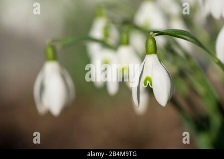 Chutes de neige au printemps, Galanthus nivalis, gros plan Banque D'Images