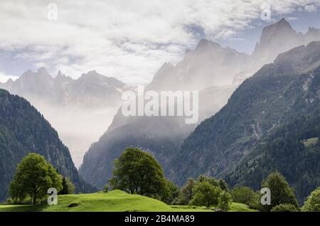 Suisse, Graubünden, Bergell, Soglio, pré avec châtaigniers et vue du groupe Sciora avec Piz Badile mur nord-est et Piz Cengalo dans le brouillard Banque D'Images