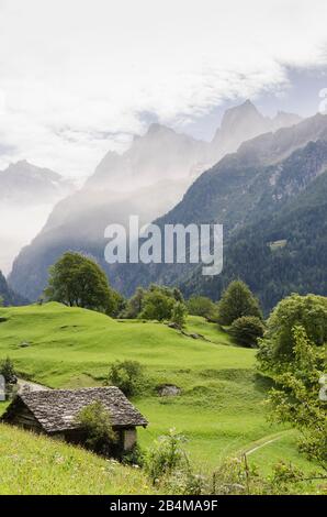 Suisse, Graubünden, Bergell, Soglio, pré avec châtaigniers et vue sur le mur nord-est de Piz Badile et Piz Cengalo dans le brouillard Banque D'Images