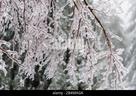 Allemagne, Bade-Wuttenberg, Forêt Noire, Kaltenbronn, verglas après la pluie verglaçante Banque D'Images