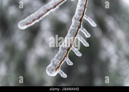 Allemagne, Bade-Wuerttemberg, Forêt Noire, Kaltenbronn, branche d'arbre glacé avec des icules après la pluie verglaçante Banque D'Images