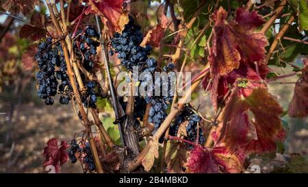 Vigne en automne à Fleury d'Aude avec raisins non récoltés Banque D'Images