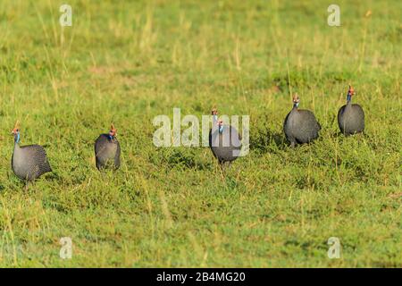 Pintade de Numidie, Numida meleagris, groupe d'oiseaux, Masai Mara National Reserve, Kenya, Africa Banque D'Images