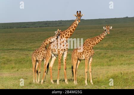 Girafe de Masai, Giraffa camelopardalis, trois animaux, Masai Mara National Reserve, Kenya, Africa Banque D'Images