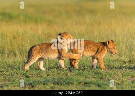 L'African Lion, Panthera leo, deux cub jouant, Masai Mara National Reserve, Kenya, Africa Banque D'Images