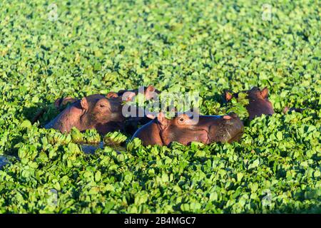 Hippopotame, Hippopotamus amphibus, groupe en étang recouvert d'eau, laitue, Masai Mara National Reserve, Kenya, Africa Banque D'Images