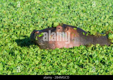 Hippopotame, Hippopotamus amphibus, dans l'étang recouvert d'eau, laitue, Masai Mara National Reserve, Kenya, Africa Banque D'Images