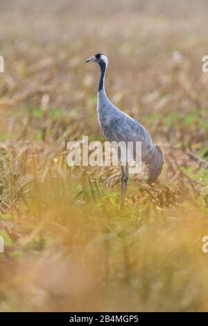 European Crane, Grus grus, à l'automne, Kranorama, Groß Mohrdorf Vorpommersche, Boddenküste, Mecklenburg-Vorpommern, Allemagne Banque D'Images