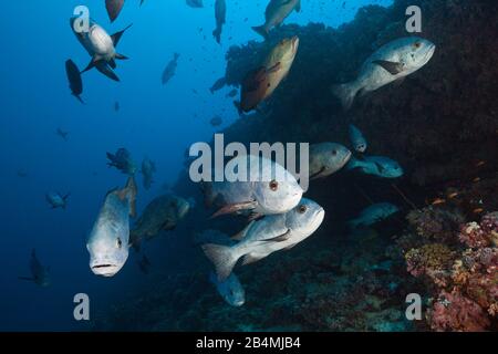 Banc de vivaneau Macolor Noir, Niger, South Male Atoll, Maldives, océan Indien Banque D'Images