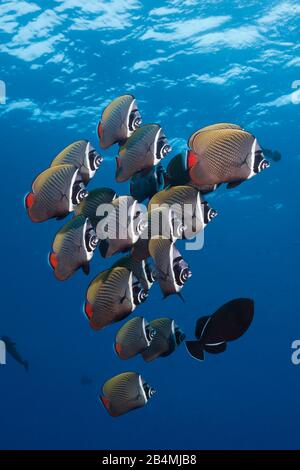 Butterfyfish Redtail Shoal, Chaetodon collare, atoll de Felidhu, de l'Océan Indien, les Maldives Banque D'Images