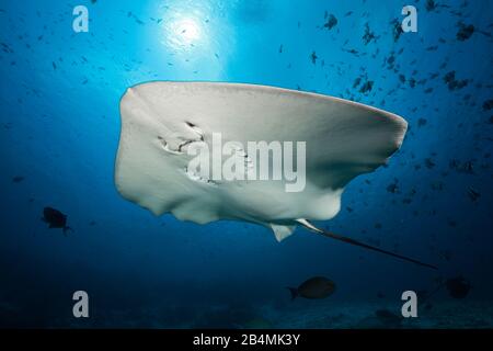 Pateobatis Whipray rose, fai, North Male Atoll, Maldives, océan Indien Banque D'Images