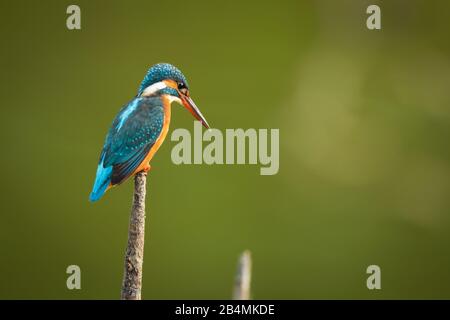 Un kingfisher commun qui attend un perchoir, pris au parc Pasir RIS à Singapour Banque D'Images