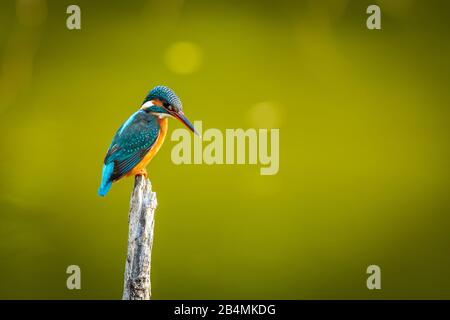 Un kingfisher commun qui attend un perchoir, pris au parc Pasir RIS à Singapour Banque D'Images