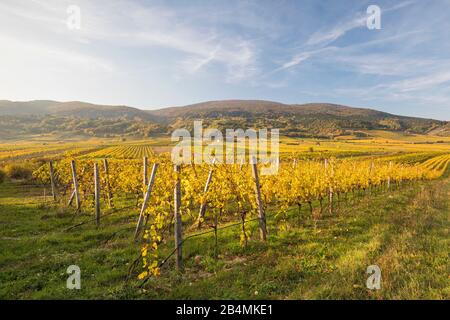 Weinbaugebiet zwischen Gumpoldskirchen und Pfaffstätten mit Blick auf den Anninger, Niederösterreich, Österreich Banque D'Images