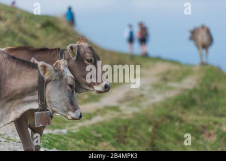 L'été en Bavière. Impressions des contreforts des Alpes: Randonnée dans les montagnes sur le Hörnle. Les vaches et les randonneurs à aire libre partagent le chemin. Banque D'Images