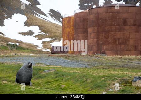 Phoque de Furl Antarctique devant l'ancienne station de chasse à la baleine, Grytviken, Géorgie du Sud Banque D'Images