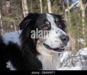 Gros plan d'un heureux berger australien collie mélanger chien dehors dans la neige. Banque D'Images