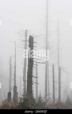 Deutschland, Niedersachsen, Nationalpark Harz, nebliger toter Wald, abgestorben durch Trockenheit und Borkenkäferbefall Banque D'Images