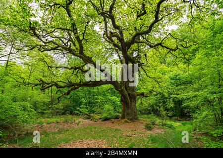 Grand vieux chêne galonné (Quercus robur) sur le défrichement dans la forêt verte au printemps, branches couvertes de mousse, verdure fraîche, ancien arbre à chapeau, Reinhardswald, Hesse, Allemagne Banque D'Images