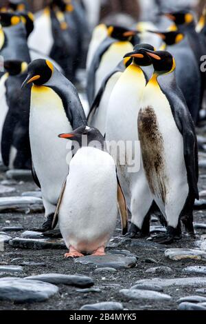 Colonie de King Penguin (Aptenodytes patagonicus), avec un Gentoo Penguin au milieu, Gold Harbour, Géorgie du Sud Banque D'Images