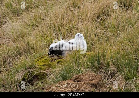 Albatros errant (Diomedea exulans) poussin, île Prion Géorgie du Sud Banque D'Images