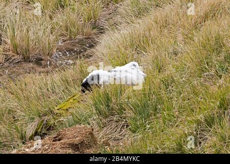 Albatros errant (Diomedea exulans) poussin, île Prion Géorgie du Sud Banque D'Images