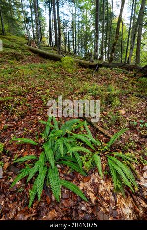 Fern rib (Blechnum splicant, aussi Struthiopteris splicant) sur le plancher forestier d'automne près de Mittenwald Banque D'Images