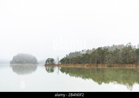 Ambiance d'automne à Fohnsee, le grand lac de Pâques. Sur la rive droite un seul arbre mort dans la forêt et à travers le brouillard vous pouvez voir les îles. Banque D'Images