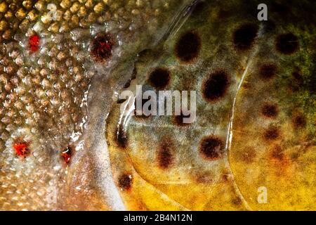 Peau de poisson ou motif de l'omble de fontaine Banque D'Images