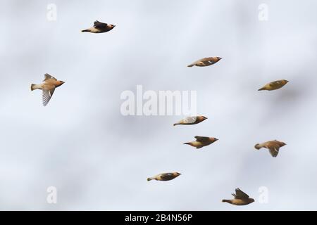 Waxwing, Bombycilla garrulus, Mecklembourg-Poméranie-Occidentale, Allemagne, hiver invité, en vol Banque D'Images