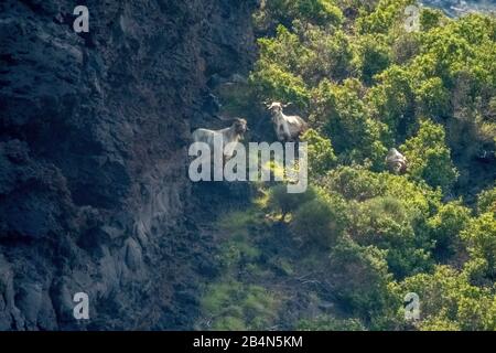 Volcano Stromboli et chèvres sur pente boisée, Lipari, Iles Eoliennes, Iles Eoliennes, Mer Tyrrhénienne, Italie du Sud, Europe, Sicile, Italie Banque D'Images
