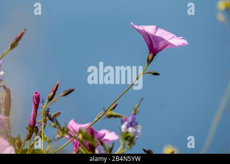 Marais Feuillus (Convolvulus Althaeoides), Lipari, Iles Eoliennes, Iles Eoliennes, Mer Tyrrhénienne, Italie Du Sud, Europe, Sicile, Italie Banque D'Images