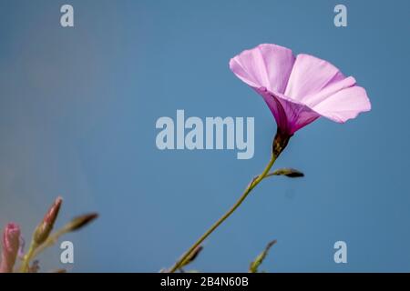 Marais Feuillus (Convolvulus Althaeoides), Lipari, Iles Eoliennes, Iles Eoliennes, Mer Tyrrhénienne, Italie Du Sud, Europe, Sicile, Italie Banque D'Images