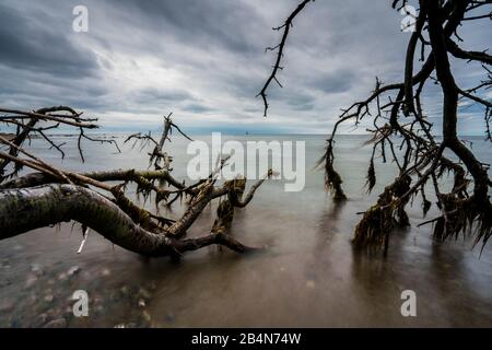 Umpgürzter Baum am Strand von Hiddensee mit dunklen Wolken am Strand Banque D'Images