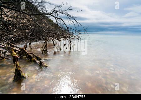 Umpgürzter Baum am Strand von Hiddensee mit dunklen Wolken am Strand Banque D'Images