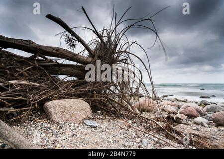 Umpgürzter Baum am Strand von Hiddensee mit dunklen Wolken am Strand Banque D'Images