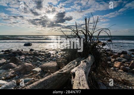 Umsgürzter Baum am Strand von Hiddensee mit schönen Wolken am Strand und Sonnenreflectuen Banque D'Images