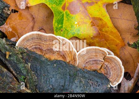 Tramete papillon (Trametes versicolor), fruité, forêt d'automne Banque D'Images