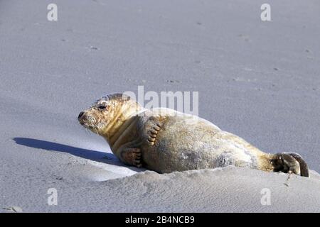 Saint-Pierre Ording, Allemagne. 01 mars 2020. Un sceau malade est allongé sur la plage. Malgré son nom, le chasseur de phoques ne chasse pas les phoques mais les prend en compte. Il est formé pour aider les phoques malades et blessés et les phoques gris. Crédit: Wolfgang Runge/Dpa/Alay Live News Banque D'Images