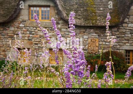 Usine Sablei devant un cottage rustique en pierre avec toit de chaume. Fenêtre sous le toit. Ille-et-Vilaine, Bretagne Banque D'Images