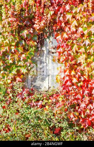 Fenêtre cachée derrière les vignes rouges-vertes. Dans la région Côte des Bruyères dans le département du Finistère. Banque D'Images