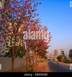 Une rue à Bangalore City flanquée de beaux arbres de Jacaranda avec des fleurs roses -- photographiées pendant la saison de printemps Banque D'Images