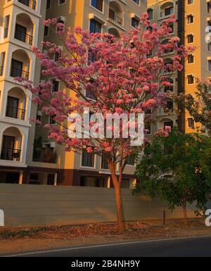 Une rue à Bangalore City flanquée de beaux arbres de Jacaranda avec des fleurs roses -- photographiées pendant la saison de printemps Banque D'Images