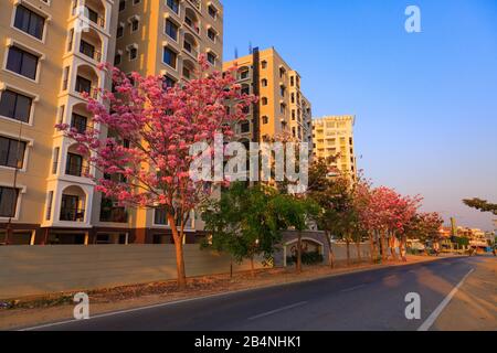 Une rue à Bangalore City flanquée de beaux arbres avec des fleurs roses -- photographiée pendant la saison de printemps Banque D'Images