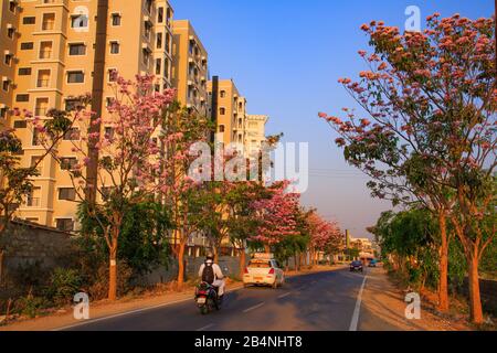 Une rue à Bangalore City flanquée de beaux arbres avec des fleurs roses -- photographiée pendant la saison de printemps Banque D'Images