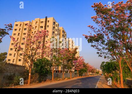 Une rue à Bangalore City flanquée de beaux arbres avec des fleurs roses -- photographiée pendant la saison de printemps Banque D'Images