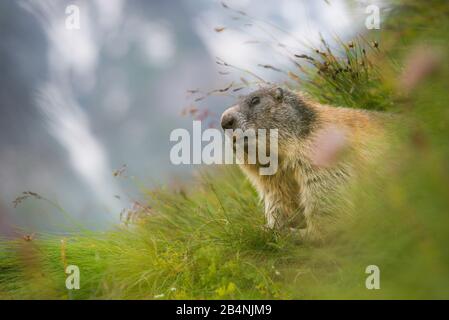 Marmot, Marmota marmota, Großglockner Hochalpenstrasse, Salzbourg, Autriche, marmotte dans les prés Banque D'Images